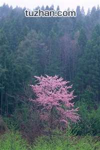 深圳男篮遭遇连败，失利于广州队